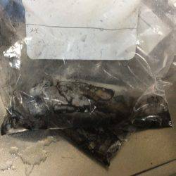 グッドサイズのアオリイカ