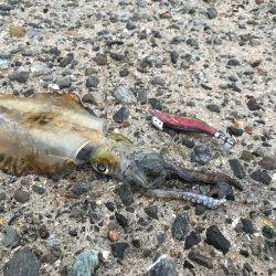 連休アオリイカ