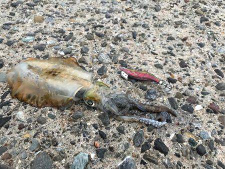 連休アオリイカ