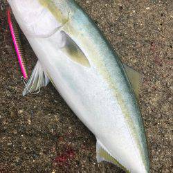 シブいなぁ〜。