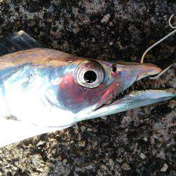 タチウオ爆釣と言ってもいいですか