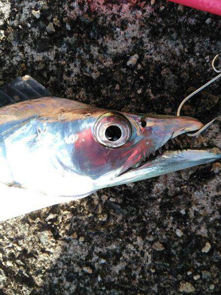 タチウオ爆釣と言ってもいいですか