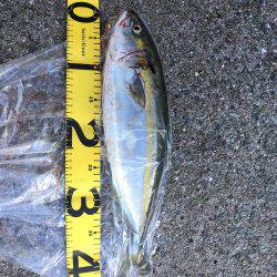 ハマチがぶりぶり でもピキイチ…