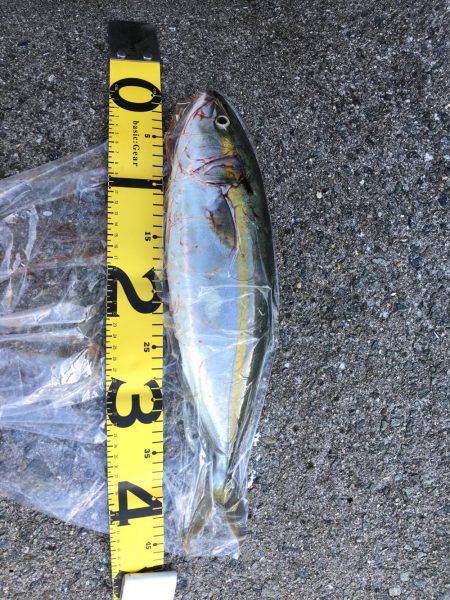 ハマチがぶりぶり でもピキイチ…