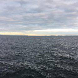 ハマチはバラシ