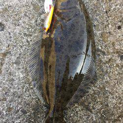 月見ヶ丘公園 太刀魚