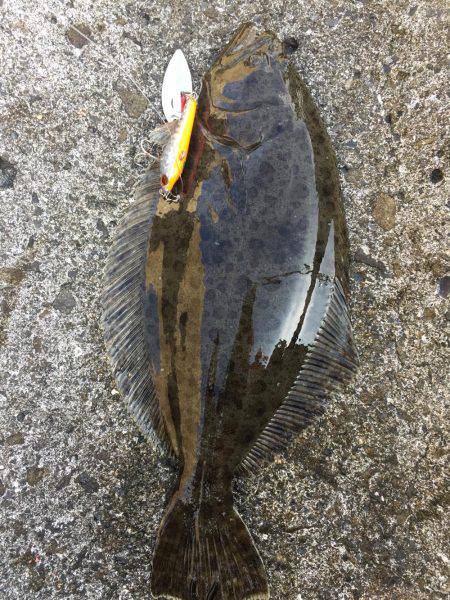 月見ヶ丘公園 太刀魚