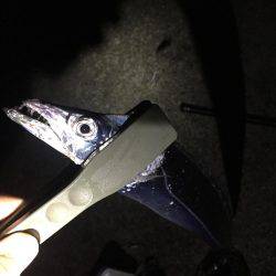 秋のハイシーズン！