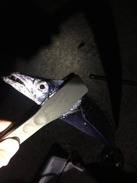 秋のハイシーズン！