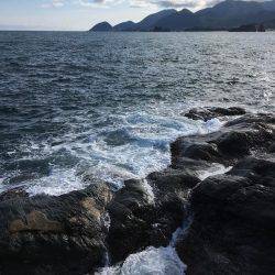 エギングでアオリイカ