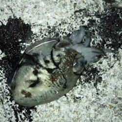 塩屋漁港エギング