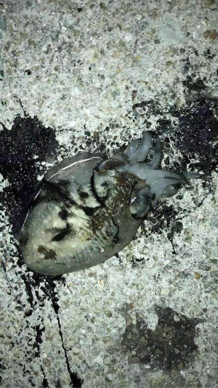 塩屋漁港エギング