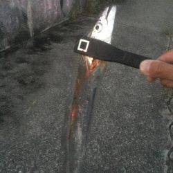 甲子園浜にてタチウオ