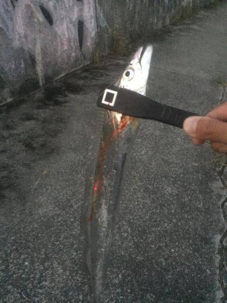 甲子園浜にてタチウオ