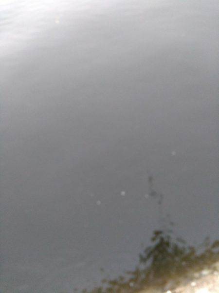 タチウオしかいないのか