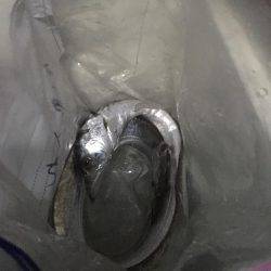 初めてのアオリイカ