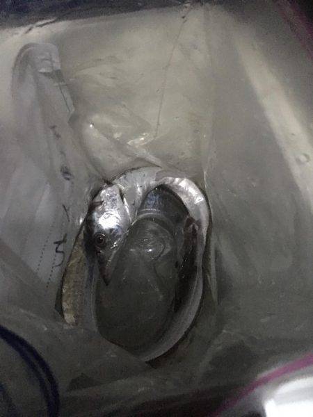 初めてのアオリイカ