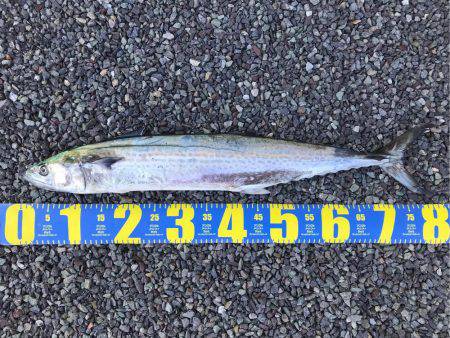 初オフショアジギング