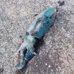 秋イカって感じ