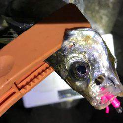 アジング、爆った!