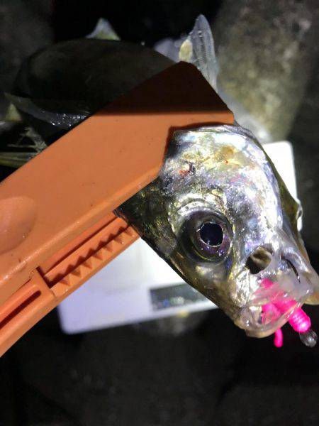 アジング、爆った!