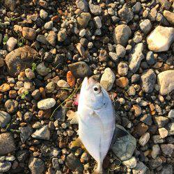 明石川にも居た