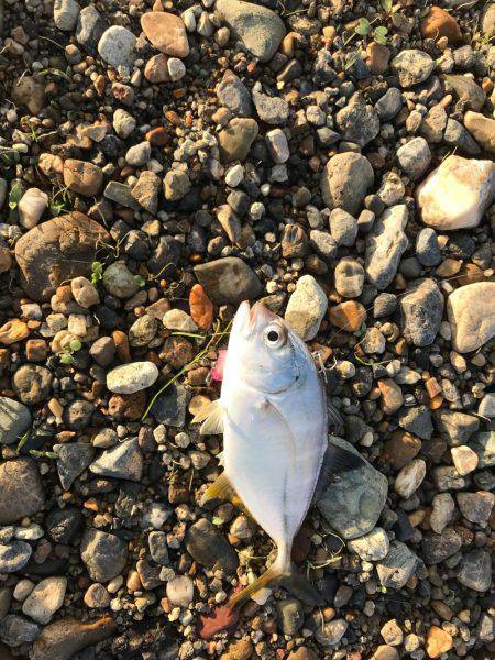 明石川にも居た