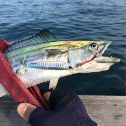 サクッと?ライトショアジギング