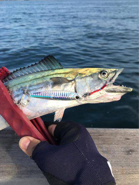 サクッと?ライトショアジギング