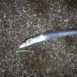 岸和田一文字 タチウオ・青物リベンジ