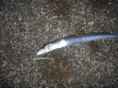 岸和田一文字 タチウオ・青物リベンジ