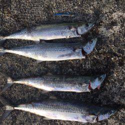 ショアジギング