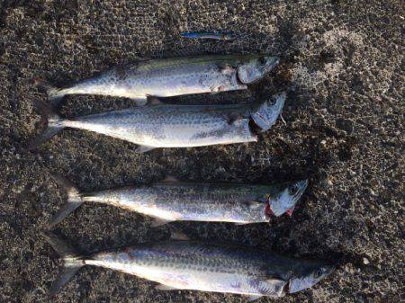 ショアジギング