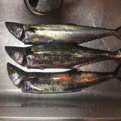 今日はサゴシデー