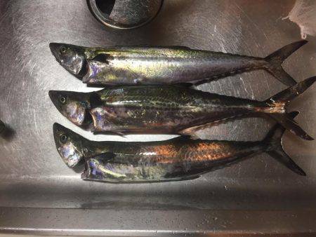 今日はサゴシデー