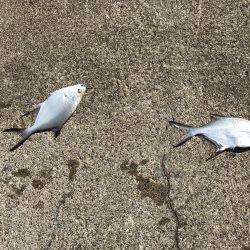 良型シロギスが消えた。。。