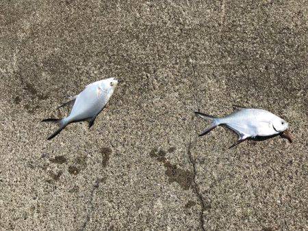 良型シロギスが消えた。。。