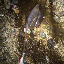 イカ！ハマチ！