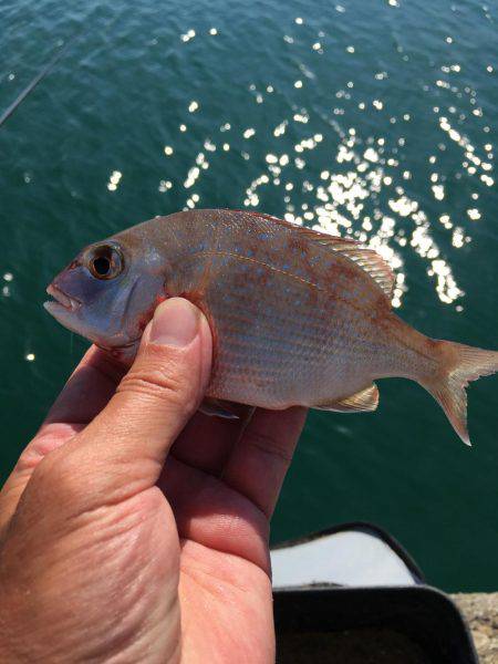 水温下がり過ぎ