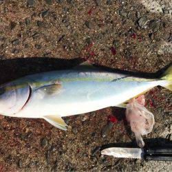 太刀魚 サゴシ ハマチに満足
