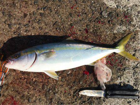太刀魚 サゴシ ハマチに満足
