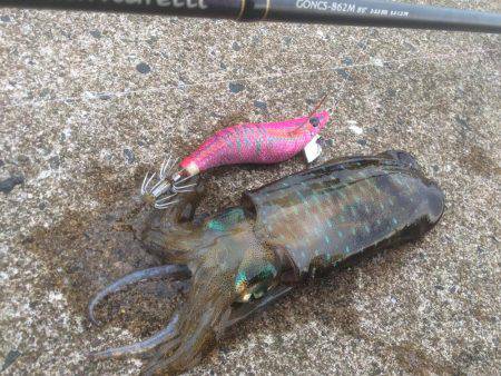 エギング&アジングの調査