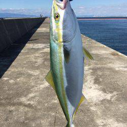 初ハマチを求めて