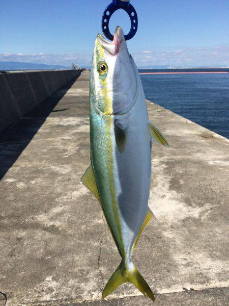 初ハマチを求めて