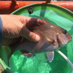 激流攻略の足掛かりの1枚