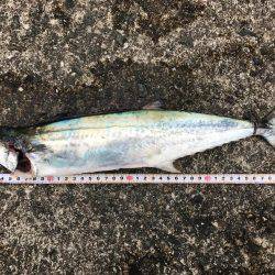 岸和田一文字初挑戦