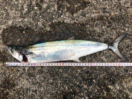 岸和田一文字初挑戦