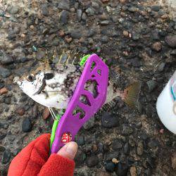 タチウオ   ワインド