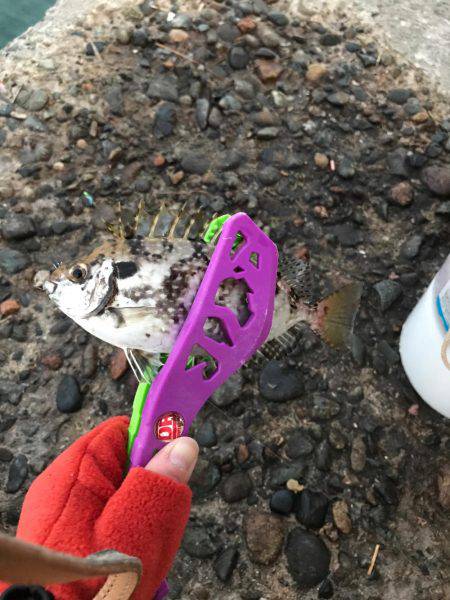 タチウオ   ワインド