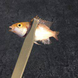 ファミリーフィッシング